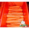 New crop Carrot/Fresh carrot/China carrot from Brother kingdom