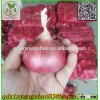 China Red/Yellow Onion Suppliers