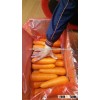 Fresh carrot high viet nam