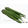 Fresh Organic Fresh Drumstick Vegetable from India