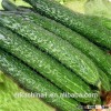 Import High Quality Fresh Organic Cucumber
