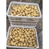 Very low price fresh holland potatoes