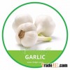 HIGH QUALITY FRESH GARLIC // LY SON GARLIC // VIETNAMESE FRESH VEGETABLE