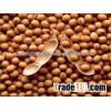 Soya Beans for sales