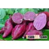 Organic fresh sweet potatoes