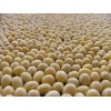 Well Picked and Cleaned Soybeans For Sale
