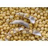 6.0mm Yellow Soybeans Yellow Beans for food / Animal Feed High Quality