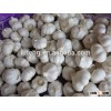 2015 new crop fresh top quality garlic exporters china