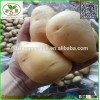 Fresh Potato /holland Potato:Export to Singapore, Malaysia, such as the UK