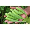 Fresh Okra/Ladies Finger/Fresh Vegetables!