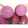 FRESH SWEET POTATO_ HIGH QUALITY_ BEST PRICE FROM VIETNAM