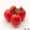 Buy Fresh Tomato price from china
