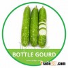 HIGH QUALITY FRESH BOTTLE GOURD SPOTIE 02
