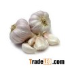 Organic fresh garlic