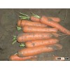 wholesale organic carrots