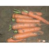 wholesale organic carrots