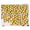 Soy Beans Crop 2014, Non-GMO Soy Beans
