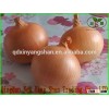 Processing of cheap fresh yellow onion / / Chinese exporters yellow onion