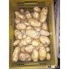 2015-2016 new crop Holland fresh potato good price