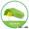 HIGH QUALITY FRESH SQUASH GOURD // VIETNAMESE FRESH VEGETABLE