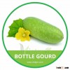 HIGH QUALITY FRESH BOTTLE GOURD