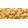 Bulk Dried Soybean