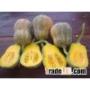 FRESH JAPANESE PUMPKIN GOOD QUALITY - COMPETITIVE PRICE