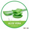 HIGH QUALITY FRESH ALOE VERA LEAF // ALOE VERA PLANT