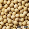 Soybean
