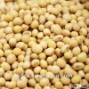 good quality soya with competitive price