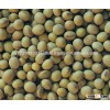 High Protein Soybean