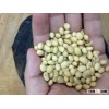 Purely natural NON-GMO / Organic Soybean / Soya bean from Africa