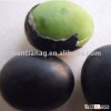 organic black bean green kernel