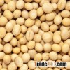 SOYA BEANS