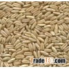 Oat Grain