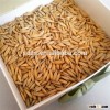 oats for horse feed with wholesale prices