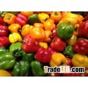 FRESH GREEN, RED, YELLOW PEPPER / BELL PEPPER / HABANERO PEPPER/ CHILLI