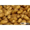 Fresh Potatoes Supplier in Egypt
