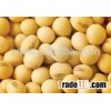 Soya Beans