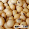 Soyabean oil seeds