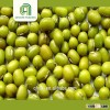 china supply green mung beans moong bean and green gram with great price