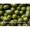 High quality green mung bean seed