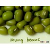 100% PURE PREMIUM QUALITY DRIED GREEN MUNG BEAN