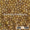 Organic yellow mung bean
