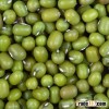 HIgh Quality Mung Bean ,New Crop