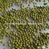 Green Gram for Vigna radiata type