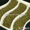 Moong Bean,Green Mung Beans