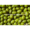 Green mung bean for sprouting in china