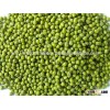 Premium Hot sales Cheap Mung Beans in the market