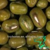 New Crop Green Mung Beans 2012 or Whole Moong Beans Unpolished